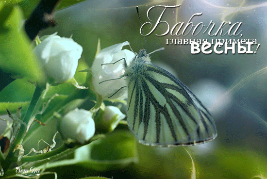 Бабочка, главная примета весны - Весенние картинки, gif скачать бесплатно