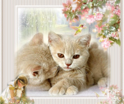 Всемирный день кошек - 1 Марта – День кошек