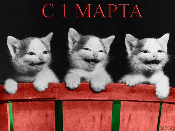 С 1 Марта - 1 Марта – День кошек, gif скачать бесплатно