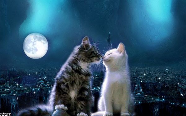 Кошачья любовь в картинках - 1 Марта – День кошек, gif скачать бесплатно