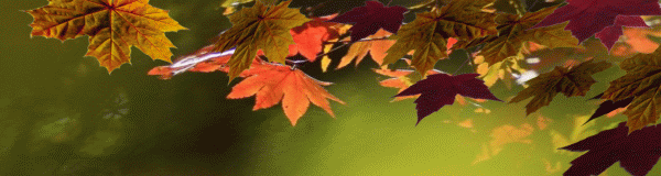 Осенняя листва - Осенние картинки, gif скачать бесплатно