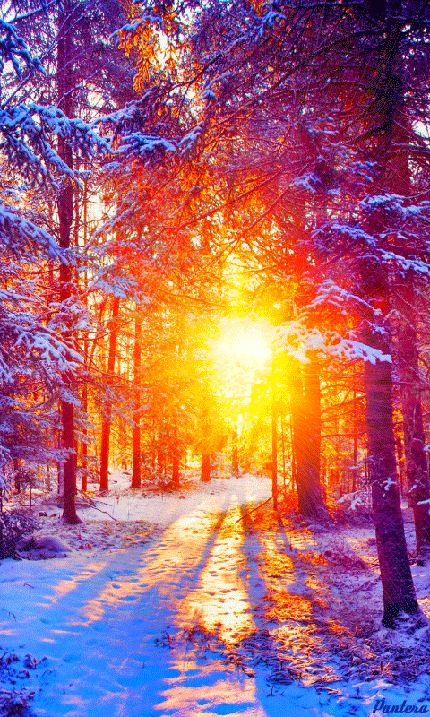 Зимний лес - Зима в картинках, gif скачать бесплатно