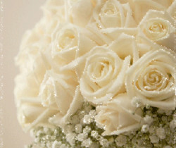 Белые розы картинки - Открытки с розами