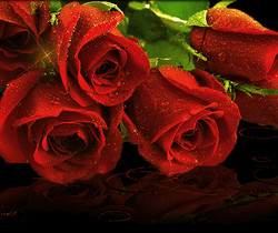 Алые розы - Открытки с розами