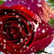 Новогодняя роза - Открытки с розами