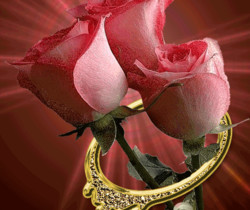 Розовая роза - Открытки с розами