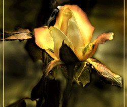 Желтая роза - Открытки с розами