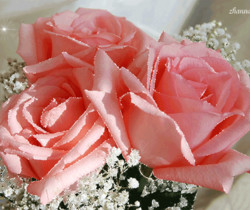 Очаровательные розы - Открытки с розами