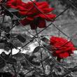 Розы за колючей ржавой проволокой - Открытки с розами