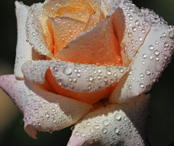 Воситительная роза - Открытки с розами