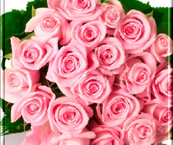 Розовые розы картинки - Открытки с розами