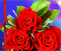 Красные розы - Открытки с розами