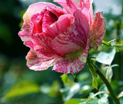 Открытка пёстрая роза - Открытки с розами
