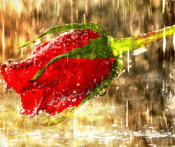 Роза под дождём - Открытки с розами