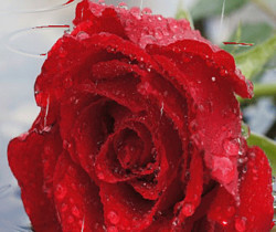 Роза под дождем - Открытки с розами