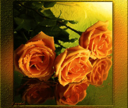 Оранжевые розы - Открытки с розами