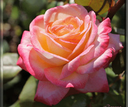 Цветущая роза - Открытки с розами