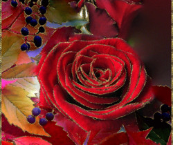 Осенняя роза - Открытки с розами