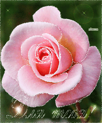 Розовая роза для тебя - Открытки с розами, gif скачать бесплатно