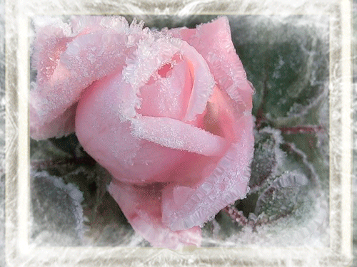Зимняя роза - Открытки с розами, gif скачать бесплатно