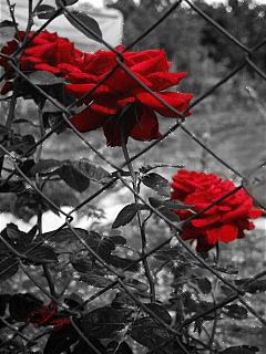 Розы за колючей ржавой проволокой - Открытки с розами, gif скачать бесплатно