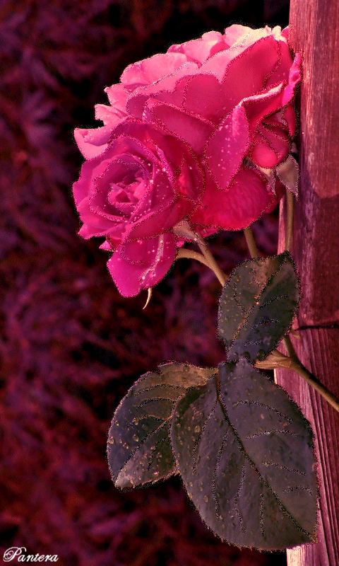 Нежная розочка фото - Открытки с розами, gif скачать бесплатно