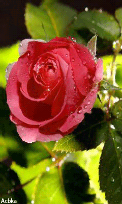 Чудесная роза - Открытки с розами, gif скачать бесплатно