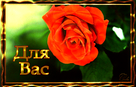 Роза для Вас - Открытки с розами, gif скачать бесплатно
