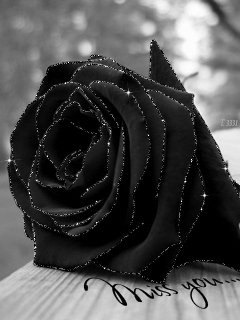 Черная бархатная роза - Открытки с розами, gif скачать бесплатно
