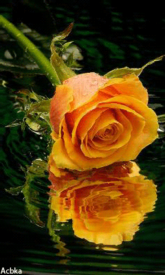 Желтая роза - Открытки с розами, gif скачать бесплатно
