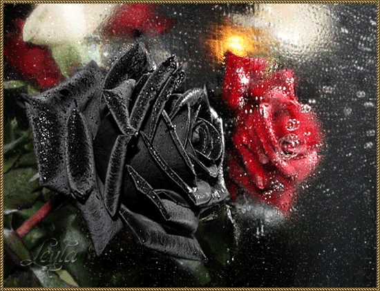Черная и красная роза