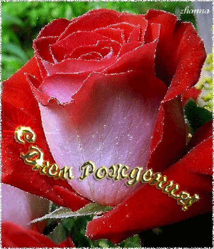 Роза к дню рождения - Открытки с розами, gif скачать бесплатно