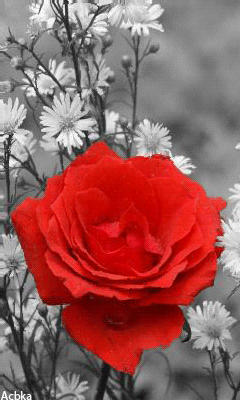Красивая роза и ромашки - Открытки с розами, gif скачать бесплатно
