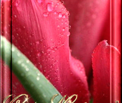 Открытка с тюльпанами на 8 марта - 8 Марта