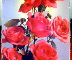 Живые розы 8 Марта - 8 Марта