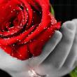 Роза всем Татьянам с любовью - Татьянин День