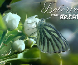 Бабочка, главная примета весны - Весенние картинки