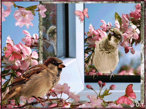 Воробьин рады весне - Весенние картинки, gif скачать бесплатно