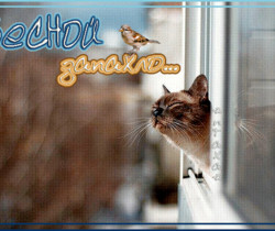 День кошек и мартовских котов - 1 Марта – День кошек