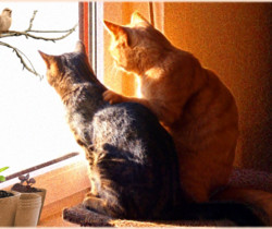 Кошки и коты весной - 1 Марта – День кошек