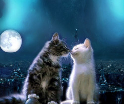 Кошачья любовь в картинках - 1 Марта – День кошек