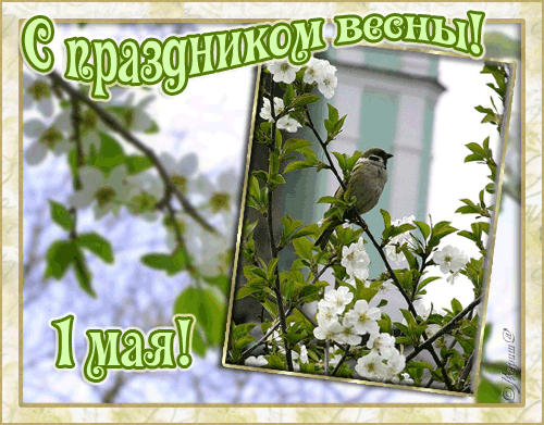С праздником весны 1 мая - 1 Мая День Весны и Труда, gif скачать бесплатно