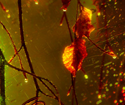 Осенний дождь - Осенние картинки