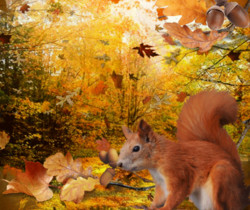 Белка в осеннем лесу - Осенние картинки