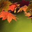 Осенняя листва - Осенние картинки