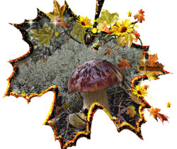 Осенний гриб - Осенние картинки