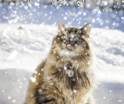 Первый день зимы картинка с котом - Зима в картинках