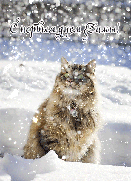Первый день зимы картинка с котом - Зима в картинках, gif скачать бесплатно