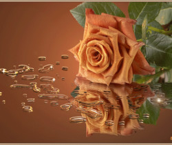 Кремовая роза - Открытки с розами