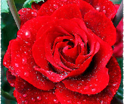 Мерцающая красная роза - Открытки с розами